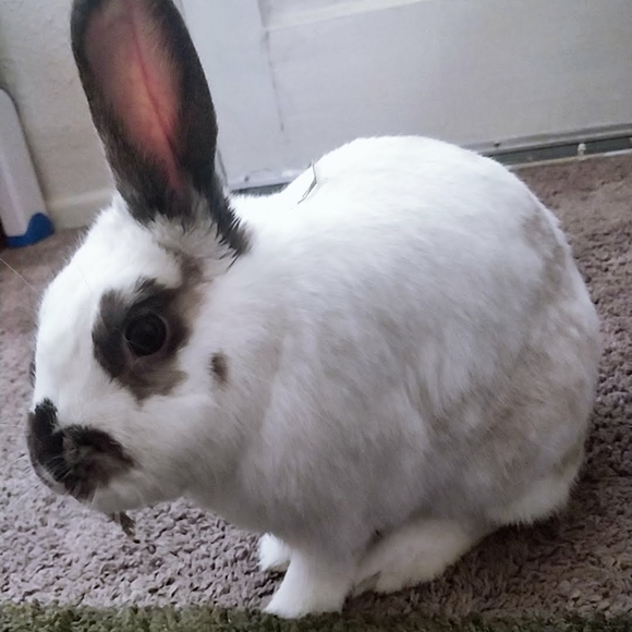 Meet your Posher, Leon - Picture 2 of 3